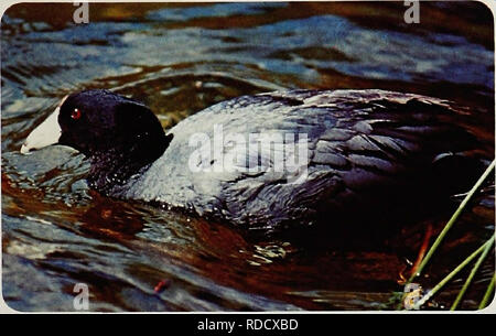 . Gli uccelli di Yellowstone e Grand Teton National Parks . Gli uccelli; uccelli. American Coot National Park Service KILLDEER (Charadrius vociferus) a causa della loro ampia distribuzione e distintivo di ciiaracteristics alcune specie di uccelli sono familiari per la maggior parte di tutti. Il killdeer è un uccello. Questo canto- alcuni shorebird la cui chiamata annuncia il suo nome è un membro della famiglia plover. Kilideers non costruire un nido, invece essi depongono le loro uova sul terreno in una comoda depressione. Per questo motivo le loro uova e i giovani sono vulnerabili ai predatori, come pure di intrusi. Per proteggere il nido e giovani il k Foto Stock