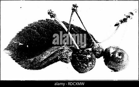 . Manuale delle malattie di frutta . Frutta. Malattie di ciliegio 171 può uccidere il blossoms, distruggendo così il set di frutta. Essa può distruggere un intero raccolto di verde, mature o maturazione del frutto (Fig. 47) prima del prelievo. Il problema è particolarmente distruttive in transito e nel mercato. A volte le foglie (Fig. 47) e ramoscelli sono investite. Le perdite coinvolti sono frequentemente exten- sive. La malattia comunemente impedisce la scelta di ciliege da essendo posto su mercati lontani. Le perdite sono state stimate dal 10 al 50 per cento. La sua ampia gamma in tutto il mondo e i numerosi frutti che il marrone-rot fungus attacco sono. Fig Foto Stock
