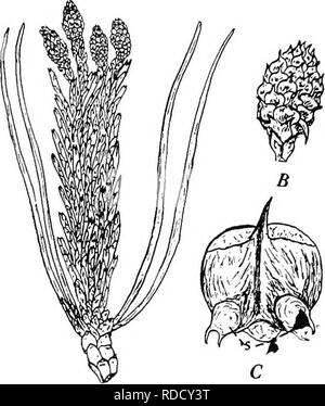 . Botanica agricola per gli studenti . La botanica. 454 SPERMATOPHYTES (piante a semi) gether, ma essi non fanno chiudere i cluster come i coni staminate fare. Le scale della ovulate coni sono considerati troppo complessi per essere chiamato sporophylls, per ciascuna scala è costituito da una scala ovuUferous (ovulo-cuscinetto scala) e un bract, le due essendo parzialmente uniti. Alcuni morphologists pensare che la scala ovuliferous stesso offrono sents sporophylls due fusi insieme. Il megasporangia o. Fig. 403. - Le strutture di ovulate del pino. Un ramo portante quattro ovulate strobili, B, ovulate strobilus, mostrando il arrang Foto Stock