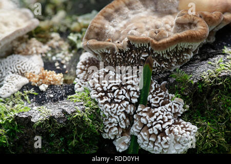 Trametes betulina, noti con i nomi comuni senza branchie polypore, betulla mazegill o multicolore polypore gill Foto Stock