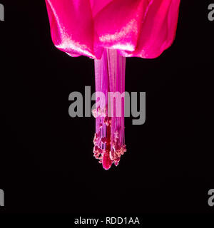 Un primo piano di un cactus di Natale genitali con uno sfondo nero sono state si possono vedere molti stami con il polline sulle antere e il pistillo nel mi Foto Stock