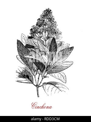 Vintage incisione botanico di chincona, medicinali di origine vegetale per la chinina, native della foresta Andina. China ha opposte foglie lanceolate, piccoli fiori in pannocchie e il frutto è una capsula con semi Foto Stock