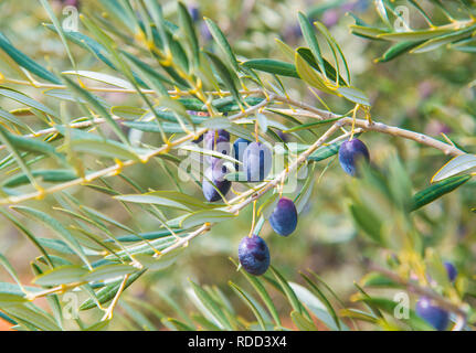 Olive in albero di olivo. Chiudere la vista. Spagna. Foto Stock