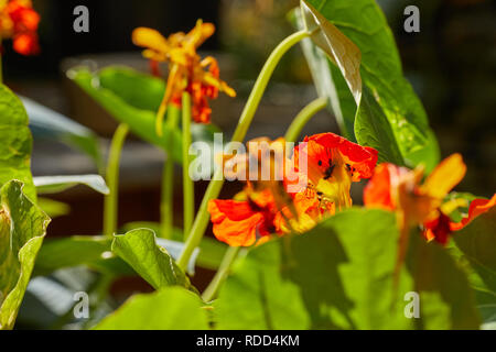 Bewerley, Nidderdale, North Yorkshire. 06/07/2018. Ondata di caldo porta infestazione di polline di coleotteri in particolare su Nasturtiums il. Foto Stock