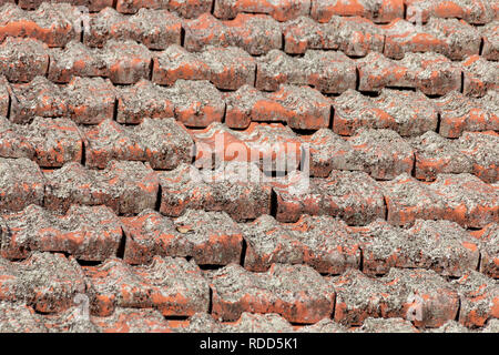 Una vista ravvicinata di moss sporco sulle piastrelle marrone su un tetto di edifici Foto Stock