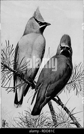 . Canto degli Uccelli e uccelli acquatici. Gli uccelli; uccelli acquatici. Gli uccelli di cedro. Si prega di notare che queste immagini vengono estratte dalla pagina sottoposta a scansione di immagini che possono essere state migliorate digitalmente per la leggibilità - Colorazione e aspetto di queste illustrazioni potrebbero non perfettamente assomigliano al lavoro originale. Pine Lodge Hotel, Howard Elmore, 1848-1916; Fuertes, Louis Agassiz, 1874-1927. New York, C. Scribner i figli Foto Stock