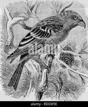 . Un popolare handbook di ornitologia di Stati Uniti e Canada, basato su Nuttall manuale del. Gli uccelli; uccelli. PINE GROSBEAK. PiNICOLA ENUCLEATOR. Char. Maschio : marrone scuro cenere e lava con rosy carmine ; le ali con due bande bianche. Femmine e maschi giovani non hanno alcuna red ; testa e scamone bronzo. Lunghezza 8^ a 9 pollici. Nido. Sul confine di una palude o il margine di un torrente che corre attraverso una foresta sempreverde; sellati su un ramo basso o in una zona di cavallo di un basso bush, o collocato in una fenditura della roccia. Un voluminoso, malato-fatto affare di MOSS, o rami e radici o strisce di corteccia e rivestito con erba fina, r Foto Stock