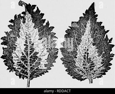 . Lezioni di botanica. La botanica. Come piante trovano il loro cibo di carbonio. 75 della foglia, mentre la parte bianca della foglia è ancora incolore. Ciò è ben illustrato in fig. 59, che viene da una fotografia di un altro coleus foglia trattata con la soluzione di iodio. 138. Parti verdi delle piante di amido forma quando viene esposto alla luce.-troviamo così che nel caso di tutte le piante verdi abbiamo. Fig. 58. Foglia di coleus mostra verde e aree bianche, prima del trattamento con iodio. Fig. 59. Simile foglia trattata con iodio, la fecola re- azione solo che mostra i punti in cui la foglia è stata verde. hanno esaminato, amido è presente nel gree Foto Stock