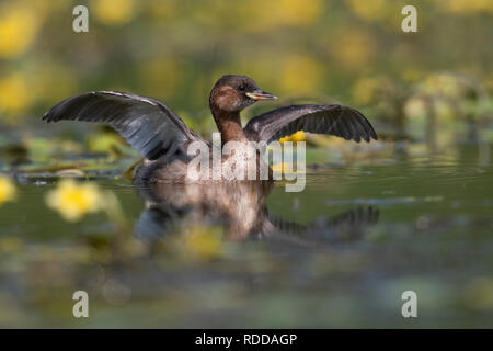 Poco svasso Tachybaptus ruficollis Foto Stock