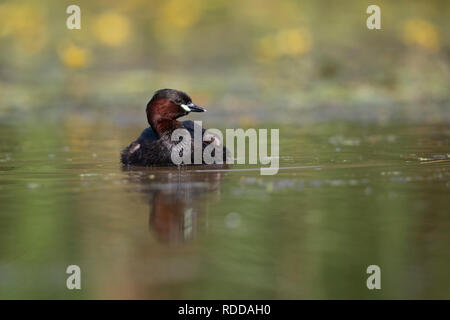 Poco svasso Tachybaptus ruficollis Foto Stock