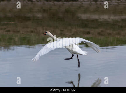 Swan in arrivo a terra sulle rive di un fiume Foto Stock