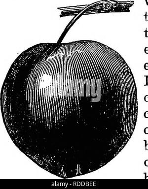 . La propagazione delle piante ; dando i principi che regolano lo sviluppo e la crescita delle piante, la loro affinità botanica e peculiari proprietà; inoltre, le descrizioni del processo mediante il quale le varietà e le specie sono incrociati o ibridate, e i diversi metodi con i quali le piante coltivate possono essere propagate e moltiplicato . Propagazione nel vegetale. Per PROPAaATION di piante. essere supposto che tutti sono veramente piccole o, scientifico- alleato parlando, vere bacche, ma di comune accordo la piante rampicanti, come la fragola, mirtillo rosso, nero- berry, o montante crescente boccole, come la R Foto Stock