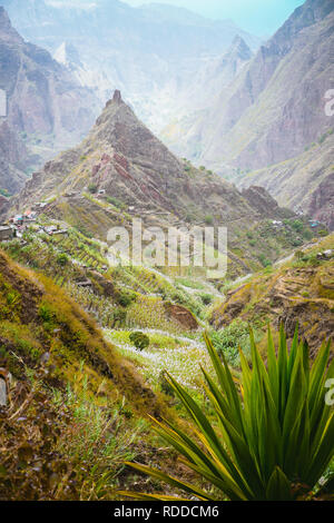 Yucca piante e canna da zucchero sul percorso di trekking verso picco di montagna di Xo-xo valley. Santo Antao isola, Capo Verde Foto Stock