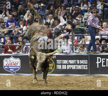 Denver, Colorado, Stati Uniti d'America. 16 gennaio, 2019. Bull Rider PAULO FERREIRA LIMA di Pernambuco, BZ rides acceleratore durante il PBR Denver scivolo fuori finali all'113th.National Stock occidentale mostrano al Colosseo di Denver Mercoledi sera. Credito: Hector Acevedo/ZUMA filo/Alamy Live News Foto Stock