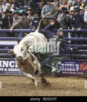 Denver, Colorado, Stati Uniti d'America. 16 gennaio, 2019. Bull Rider LORDAN HANSEN di Okotoks, AB giostre Gangster pura durante il PBR Denver scivolo fuori finali all'113th.National Stock occidentale mostrano al Colosseo di Denver Mercoledi sera. Credito: Hector Acevedo/ZUMA filo/Alamy Live News Foto Stock