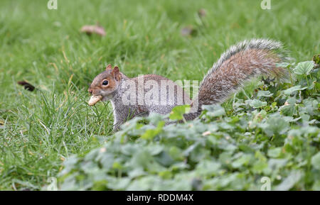 Brighton, Regno Unito. 18 gennaio, 2019. Un gray squirrel raccoglie noci in Pavilion Gardens Brighton su un soleggiato ma freddo inverno mattina come il freddo è previsto di continuare a tutta la Gran Bretagna nei prossimi giorni di credito: Simon Dack/Alamy Live News Foto Stock