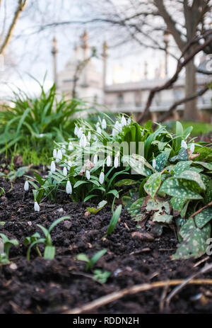 Brighton, Regno Unito. 18 gennaio, 2019. Bucaneve ( Galanthus nivalis) brividi in Pavilion Gardens Brighton su un soleggiato ma freddo inverno mattina come il freddo è previsto di continuare a tutta la Gran Bretagna nei prossimi giorni di credito: Simon Dack/Alamy Live News Foto Stock