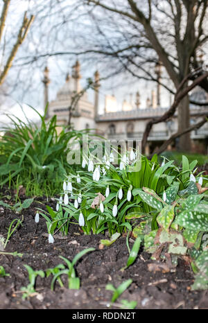 Brighton, Regno Unito. 18 gennaio, 2019. Bucaneve ( Galanthus nivalis) brividi in Pavilion Gardens Brighton su un soleggiato ma freddo inverno mattina come il freddo è previsto di continuare a tutta la Gran Bretagna nei prossimi giorni di credito: Simon Dack/Alamy Live News Foto Stock