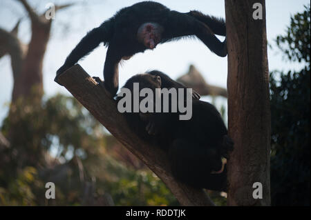 MALAGA, Spagna. 18 gennaio, 2019. Gli scimpanzé sono visti nel loro recinto a Fuengirola bioparco, vicino a Malaga. Credito: Gesù Merida/SOPA Immagini/ZUMA filo/Alamy Live News Foto Stock