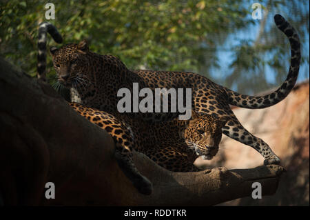 MALAGA, Spagna. 18 gennaio, 2019. Due leopardi sono visti nel loro recinto a Fuengirola bioparco, vicino a Malaga. Credito: Gesù Merida/SOPA Immagini/ZUMA filo/Alamy Live News Foto Stock