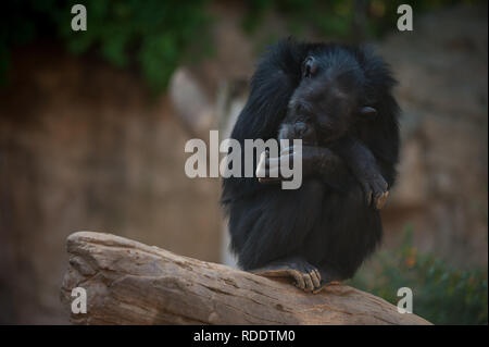 MALAGA, Spagna. 18 gennaio, 2019. Uno scimpanzé è visto nel suo involucro a Fuengirola bioparco, vicino a Malaga. Credito: Gesù Merida/SOPA Immagini/ZUMA filo/Alamy Live News Foto Stock