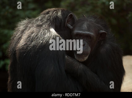 MALAGA, Spagna. 18 gennaio, 2019. Gli scimpanzé sono visti nel loro recinto a Fuengirola bioparco, vicino a Malaga. Credito: Gesù Merida/SOPA Immagini/ZUMA filo/Alamy Live News Foto Stock