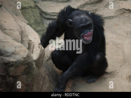 MALAGA, Spagna. 18 gennaio, 2019. Uno scimpanzé è visto sorridente nel suo involucro a Fuengirola bioparco, vicino a Malaga. Credito: Gesù Merida/SOPA Immagini/ZUMA filo/Alamy Live News Foto Stock