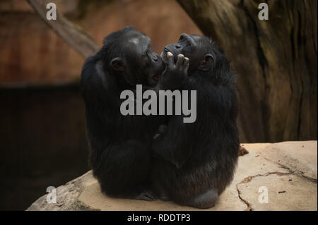 MALAGA, Spagna. 18 gennaio, 2019. Gli scimpanzé sono visti nel loro recinto a Fuengirola bioparco, vicino a Malaga. Credito: Gesù Merida/SOPA Immagini/ZUMA filo/Alamy Live News Foto Stock