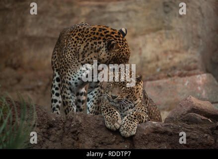 MALAGA, Spagna. 18 gennaio, 2019. Due leopardi sono visti nel loro recinto a Fuengirola bioparco, vicino a Malaga. Credito: Gesù Merida/SOPA Immagini/ZUMA filo/Alamy Live News Foto Stock