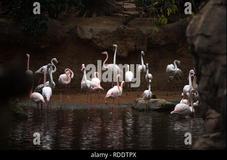 MALAGA, Spagna. 18 gennaio, 2019. Il fenicottero rosa sono visto nel loro involucro di laguna a Fuengirola bioparco, vicino a Malaga. Credito: Gesù Merida/SOPA Immagini/ZUMA filo/Alamy Live News Foto Stock