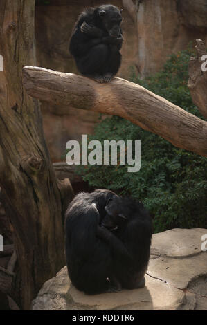 MALAGA, Spagna. 18 gennaio, 2019. Gli scimpanzé sono visti nel loro recinto a Fuengirola bioparco, vicino a Malaga. Credito: Gesù Merida/SOPA Immagini/ZUMA filo/Alamy Live News Foto Stock