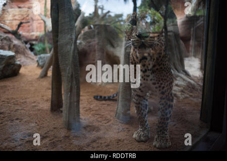 MALAGA, Spagna. 18 gennaio, 2019. Un leopard è visto nel suo involucro a Fuengirola bioparco, vicino a Malaga. Credito: Gesù Merida/SOPA Immagini/ZUMA filo/Alamy Live News Foto Stock