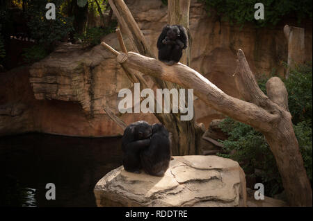 MALAGA, Spagna. 18 gennaio, 2019. Gli scimpanzé sono visti nel loro recinto a Fuengirola bioparco, vicino a Malaga. Credito: Gesù Merida/SOPA Immagini/ZUMA filo/Alamy Live News Foto Stock