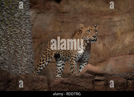 MALAGA, Spagna. 18 gennaio, 2019. Un leopard è visto nel suo involucro a Fuengirola bioparco, vicino a Malaga. Credito: Gesù Merida/SOPA Immagini/ZUMA filo/Alamy Live News Foto Stock