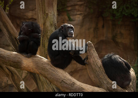 MALAGA, Spagna. 18 gennaio, 2019. Gli scimpanzé sono visti nel loro recinto a Fuengirola bioparco, vicino a Malaga. Credito: Gesù Merida/SOPA Immagini/ZUMA filo/Alamy Live News Foto Stock