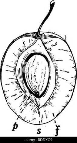 . Botanica agricola per gli studenti . La botanica. FiG. 75. -A sezione trasversale di un pomodoro. B, la sezione trasversale di un arancione. w, ovaio parete; p, placente; s, semi; una, pareti divisorie; io, locules. tures strettamente correlati alle ovaie. Poiché i frutti comportano un certo numero di strutture per la loro formazione, sarà meglio studiare alcuni tipi e quindi formulare una definizione. Pomodoro o tipo di Berry. - Il frutto del pomodoro è costituito dell'ovaio che ha ampliato e diventare fieshy e succosa. La maggior parte commestibile è costituita da carnosi allargamenti che si sviluppano a partire da un angolo interno del locules e quasi riempire Foto Stock