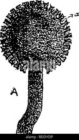 . Le malattie delle colture e i loro rimedi : un manuale di biologia economico per gli agricoltori e gli studenti. Le malattie delle piante. GRAMINEOUS CBOPS. 105 di segala sono così familiare agli agricoltori ttat poco bisogno di essere detto di loro caratteri esterni. Essi sono allungati crescite nerastro trovato su spiies di segale (Kg. 40 A) e altri cereali nonché su alcune erbe maturo. Una microscopica sezione attraverso un ergot (Fig. 40 B) mostra una massa compattata di forma irregolare e molto spessa- celle di murata. In quello che è noto come il " prime condizioni," un ergot dà luogo ad una stuoia in modo lasco il micelio cuscinetto. Si prega di Foto Stock
