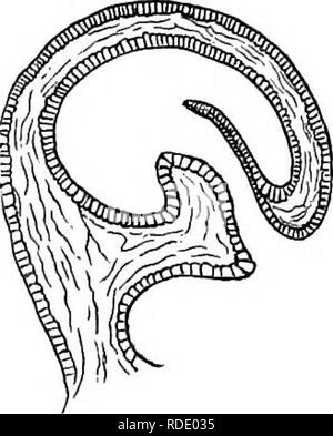 . Piante insettivore. Piante carnivore; piante. Cap. XVn. Sviluppo delle vesciche. 425 semplici cellule allungate, corre fino il corto peduncolo e diyides alla base della vescica. Una diramazione si estende fino al centro della superficie dorsale e gli altri fino alla metà della superficie ventrale. In full-cresciute le vesciche il bundle ventrale diyides vicino al di sotto del collare, e i due rami eseguiti su ogni lato per vicino a dove gli angoli della valvola si uniscono con il collare; ma questi rami non poteva essere visto in molto giovani e vesciche. La figura allegata (fig. 23) mostra una sezione che è accaduto Foto Stock