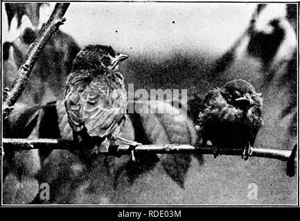 . Homing con gli uccelli; la storia di una vita di esperienza personale con gli uccelli. Gli uccelli. Dobbiamo pagare il nostro debito? 369 PROTEZIONE. Mi auguro sinceramente che ogni Stato dell'Unione renderà un reato per qualsiasi per- figlio per essere trovati harboring inglese passeri nei loro locali. Di tutti gli stolti sentimento che. Per portare questo -coppia di giovani cowbirds al loro stato attuale, nero tre-ivarblers mascherato, due red-eyed vireos, e due indigo fringuelli sono stati messi fuori di esistenza dalla madre cowbird. non è mai stato promosso a scapito del nostro benessere in questo paese, il sentimento che protec Foto Stock