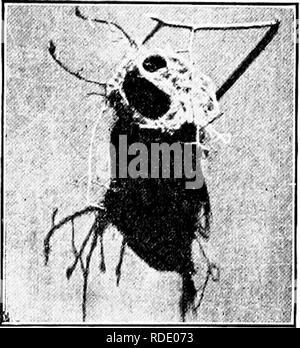 . Homing con gli uccelli; la storia di una vita di esperienza personale con gli uccelli. Gli uccelli. Come gli uccelli sanno 317 tion, risultanti da ciò che si dovrebbe chiamare "pensiero originale e piano" nel caso di un essere umano, poiché l'uccello a mia conoscenza non aveva alcun precedente. Se orioles in tutto il mondo sono state costruendo con windows e legatura di nodi di slittamento scienziati e natu- ral gli storici hanno dimenticato di citare. Ho riprodotto due viste di questo nido in un mio libro, "amici inFeathers", pubhshed nel 1917. Da allora ho cacciato per rigogolo nidi, sperando di trovare altri uccelli in reb Foto Stock