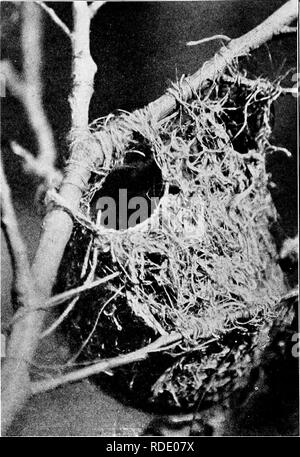 . Homing con gli uccelli; la storia di una vita di esperienza personale con gli uccelli. Gli uccelli. Rigogolo nido, che mostra il primo ivindow tentato e abbandonato una minore icindow atid finiti utilizzati da cova bird; come nest era alloggiato a piccole filiali, e tre posti sulla stessa ramoscello dove nidificano materiale è stato legato in slip nodi. 314. Si prega di notare che queste immagini vengono estratte dalla pagina sottoposta a scansione di immagini che possono essere state migliorate digitalmente per la leggibilità - Colorazione e aspetto di queste illustrazioni potrebbero non perfettamente assomigliano al lavoro originale. Stratton-Porter, Gene, 1863-1924. Città Giardino, dopp Foto Stock
