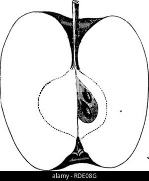 . American pomology : mele . Le mele. 680 DESCBIPnONS DI MELE. I primi risultati; diffusione, piuttosto cada, produttivo; germogli esili, marrone chiaro, germogli piccoli; fogliame piuttosto scarsa, grigiastro. Frutto di medie, rotonda o oblunga, conica, tronco, rego- lar; superficie molto liscia, giallo ceroso, interamente coperti. Fig. 282.-JONATBUN. brillante rosso scuro, miscelati e striato; Punti minuto, rus- set-venato. Bacino profondo, regolari, russet venata; occhio piccolo e chiuso, verde. Cavità acuta, profonda, regolari, marrone rossiccio ; stelo lungo e sottile. Nucleo di medie, di forma tondeggiante ovale, regolari, chiuso, poco stringendo l'occhio; sementi nu Foto Stock