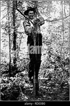 . Homing con gli uccelli; la storia di una vita di esperienza personale con gli uccelli. Gli uccelli. Paxon, il mio miglior guida Limberlost, splendenti di un piccolo albero per vedere che cosa un nido contiene 267. Si prega di notare che queste immagini vengono estratte dalla pagina sottoposta a scansione di immagini che possono essere state migliorate digitalmente per la leggibilità - Colorazione e aspetto di queste illustrazioni potrebbero non perfettamente assomigliano al lavoro originale. Stratton-Porter, Gene, 1863-1924. Città Giardino, Doubleday, pagina &AMP; l'azienda Foto Stock