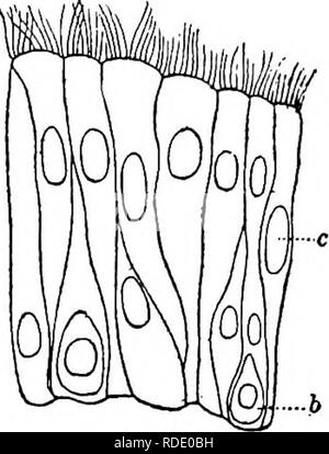 . Olfatto, gusto, e allied rileva nei vertebrati . Rileva e sensazione; vertebrati. Anatomia dell'organo olfattivo 27. le unità organizzative ramificato alveolo-ghiandole tubolari che contengono sia il muco e cellule sierose. Il conchsB della regione respiratorio sono da tempo noti per essere estremamente vascolari e di essere in possesso di una struttura simile a quella del tessuto erettile. Questo è specialmente vero per i loro bordi. Essi possono essere eccitati tramite i canali di riflesso al considerevole ampliamento e il rigonfiamento del polimero così prodotto può essere suffi- ciente a chiudere completamente il respir- atory passaggi. Si ritiene che questa alta vasc Foto Stock