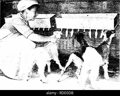 . Moderne Capre di Latte : stato di latte di capra industria; metodi di redditizia la produzione di latte; la cura e la gestione delle attività commerciali di mandrie e caprini domestici . Capre. 128 moderne capre di latte per bambini luive eaeli loro nievitN e loro (h'awbacks. Entrambi haA'e stata u.sed .siieeesst'ully e non è liarder per insegnare la nuova nata di capretto a (h'lnk tlian è quello di insegnare a nnrse. Tlie chief argomentazione a favore della coppa di alimentazione che è una padella o la benna è più semplice e meno dispendioso in termini di tempo per prendersi cura. Fig. 3S.-una madre zincato. di tlian un l)ottlc e il nipplo. Tlie chief argomentazione a favore dell'allattamento è un tliat né Foto Stock