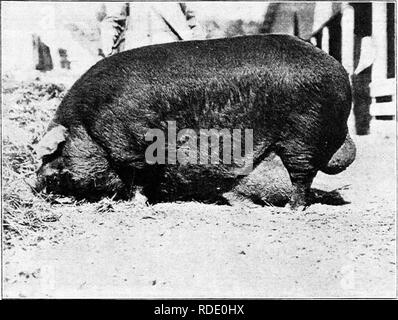 . Suina : un libro per gli studenti e gli agricoltori . Suina. Tre-anno-vecchio Duroc-Jersey cinghiale, di proprietà di lyOwrance Bros., Taylorville, Illinois.. Si prega di notare che queste immagini vengono estratte dalla pagina sottoposta a scansione di immagini che possono essere state migliorate digitalmente per la leggibilità - Colorazione e aspetto di queste illustrazioni potrebbero non perfettamente assomigliano al lavoro originale. Giorno, George E. , 1863-. Des Moines, Iowa : Kenyon premere Foto Stock