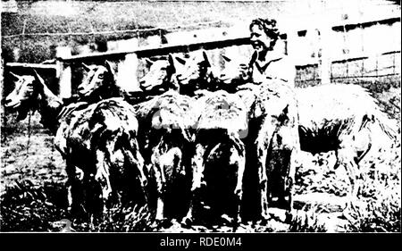 . Moderne Capre di Latte : stato di latte di capra industria; metodi di redditizia la produzione di latte; la cura e la gestione delle attività commerciali di mandrie e caprini domestici . Capre. La popolarità di Capre di Latte 27 Queste probabilmente sono eminenti figure, sia in termini di quantità e prezzo. Se la femmina del cervo ha accesso ad un httle jjas- ture, spazzola, erbacce o erba, o può essere puntellato di parte o tutto il tempo, o può essere alimentato in parte dalla produzione di un giardino di casa, questa alta stima può essere notevolmente ridotta. Passando ora alla restituisce Ella farà sul costo wr^. Fig. 11.-cinque fa chi resa aggregato al momento di questa pos Foto Stock