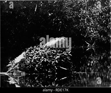 . Bird Studies con una telecamera : con capitoli introduttivi sul vestito e metodi del fotografo di uccelli . Gli uccelli e la fotografia di uccelli. Due aironi 81 e di degrado; e i corpi degli uccelli giovani che liad incontrato witla una morte prematura per caduta dall'alto. Non è stato affatto un saporito posto! Posti a sedere noi stessi alla base di un albero non occupato, Ave non aveva tempo di attesa prima che la normale durata di vita del rookery è stato ripreso. Il giovane, che mentre eravamo osservata è stata silenziosa, ora ha iniziato a pronunciare una singolare, froglike hik-Jcilx-kih in coro, e. 40. Blark-w-owiied Niglit aironi alimentazione. Teleplmto, Foto Stock