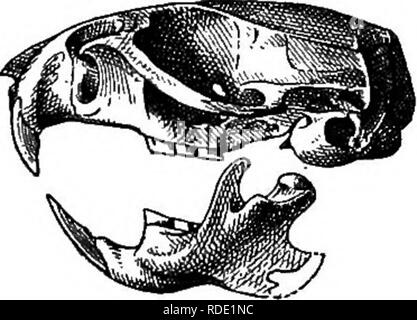 . Mammiferi del confine messicano degli Stati Uniti : un catalogo descrittivo della specie di mammiferi che si verificano in quella regione; con un riepilogo generale della storia naturale e un elenco degli alberi . Mammiferi; mammiferi; alberi; alberi; Storia Naturale; storia naturale. Fig. 110.-Sigmodon minimus. Cranio, un, vista doesal; &AMP;, vista ventrale; c, vista laterale. Remarlcs generale.-La descrizione originale di questa specie, scritto nel campo era basata su due pelli e tre teschi, insieme con numerosi frammenti, tutte dal tyjje-località. Attualmente tredici skin aggiuntive da localit Foto Stock