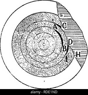 . Le malattie fungine del larice comune . I larici. . Si prega di notare che queste immagini vengono estratte dalla pagina sottoposta a scansione di immagini che possono essere state migliorate digitalmente per la leggibilità - Colorazione e aspetto di queste illustrazioni potrebbero non perfettamente assomigliano al lavoro originale. Hiley, W. E. (Wilfrid Edward). Oxford : Clarendon Press Foto Stock